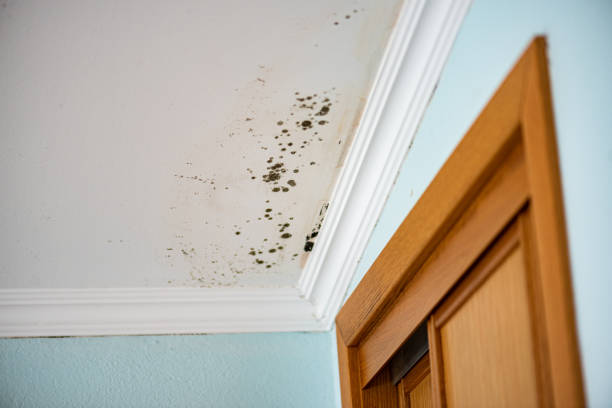 Office Mold Removal Services in Dana, NC